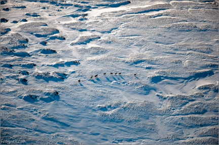 Aerial photo of deer on Meall na Fearna